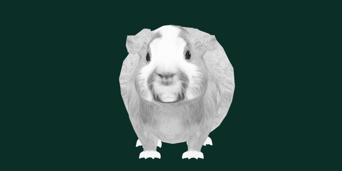 Domestic Guinea Pig Rodent Low-poly 3D model_17
