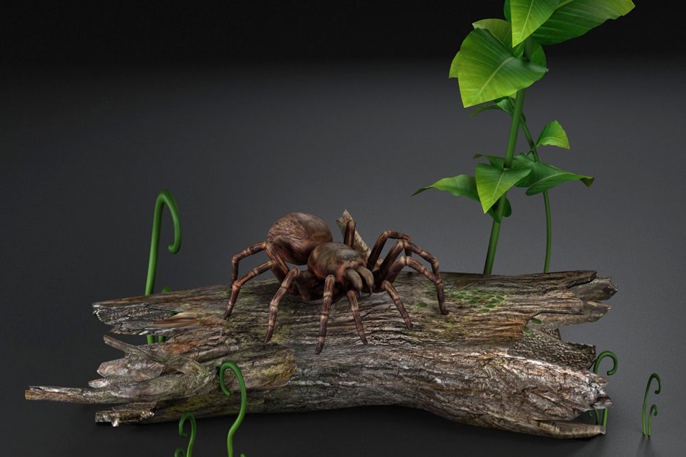 Spider black widow tarantula tarantula Insects 3D model_2