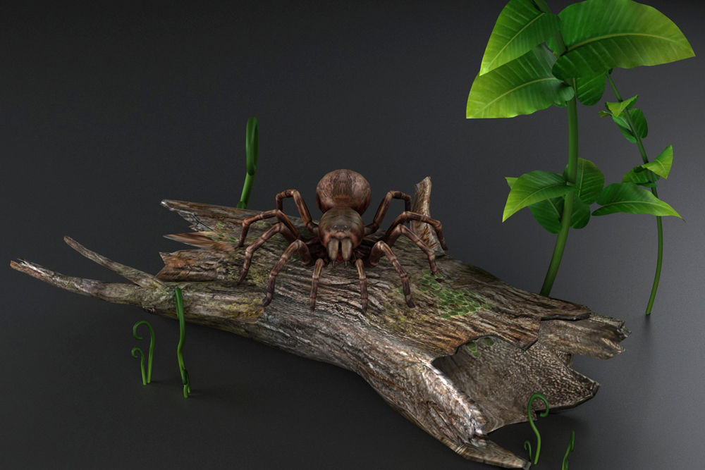 Spider black widow tarantula tarantula Insects 3D model_1