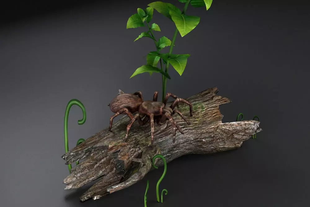 Spider black widow tarantula tarantula Insects 3D model_0