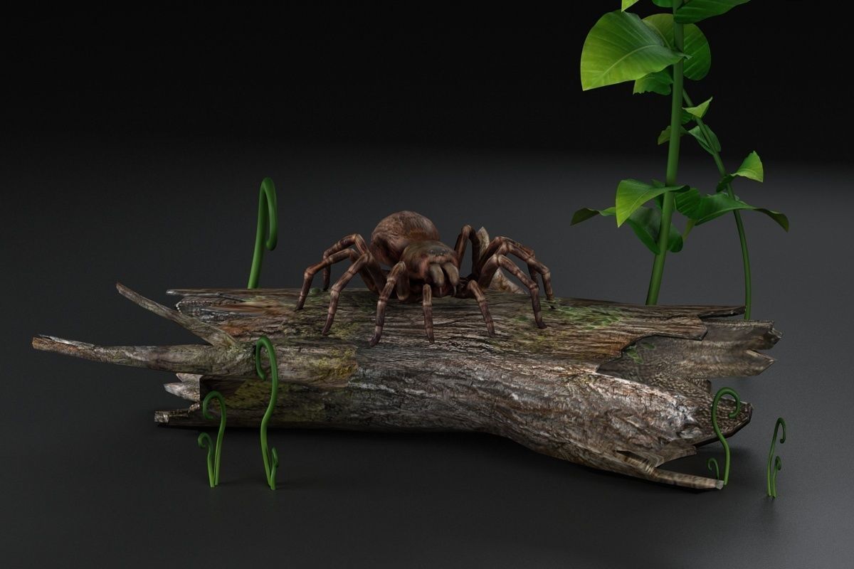 Spider black widow tarantula tarantula Insects 3D model_4