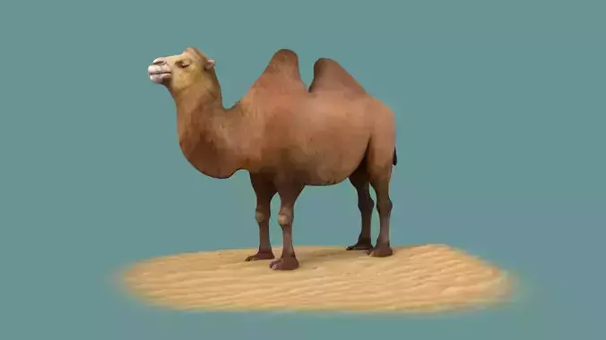 camel luggage horse animal mammal desert saudi hershel sahara