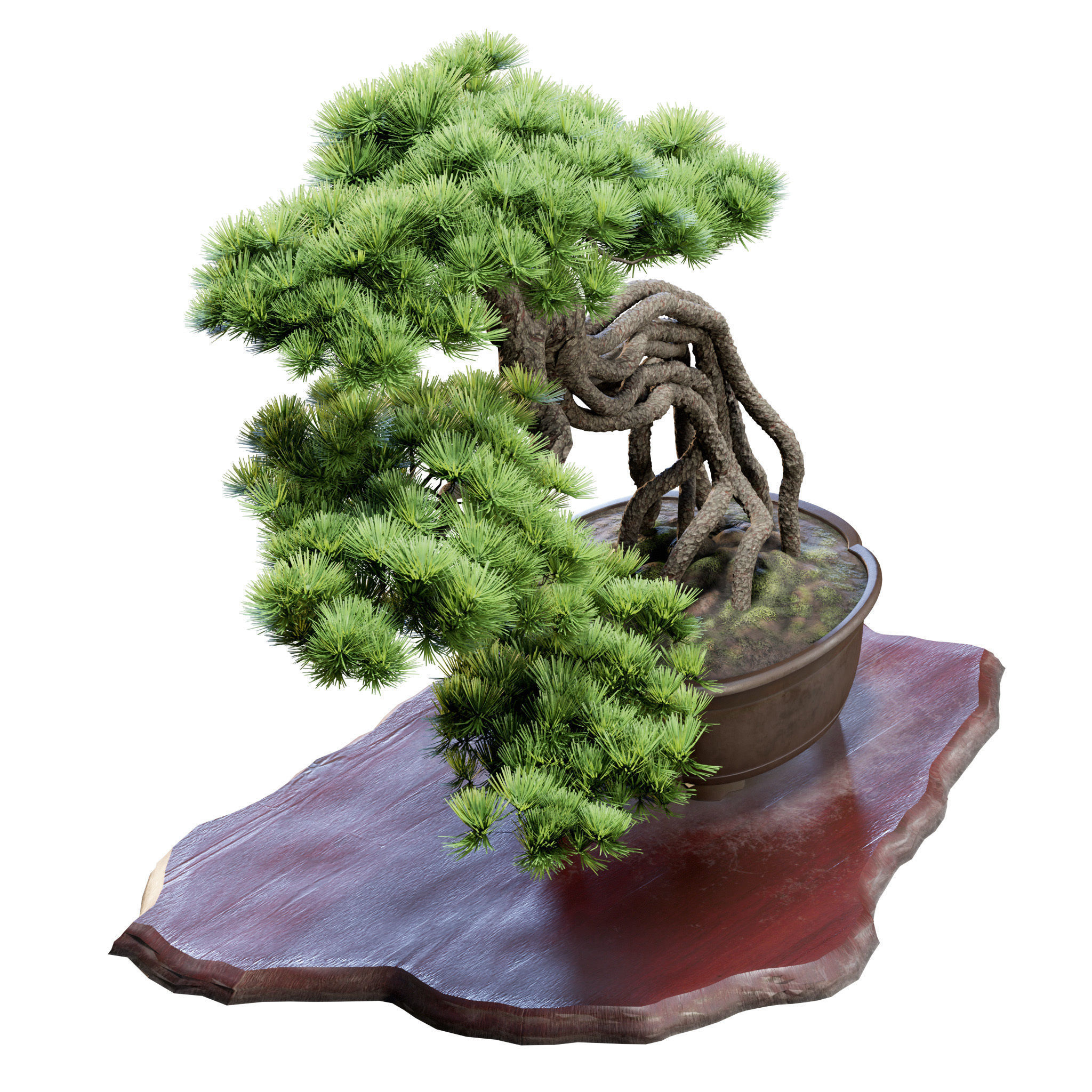 Bonsai 04 - PBR - Midpoly - HQ 3D model_6