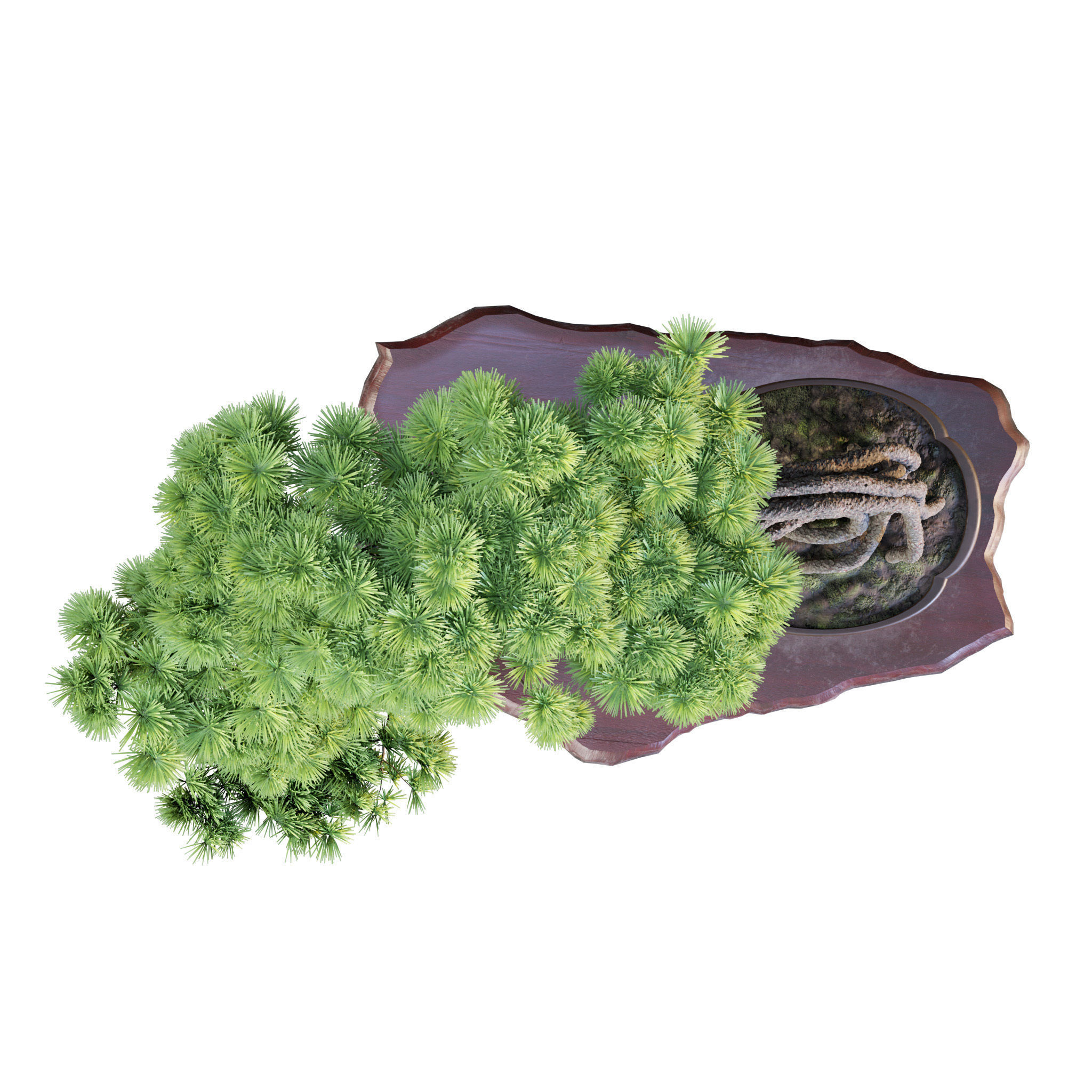 Bonsai 04 - PBR - Midpoly - HQ 3D model_5