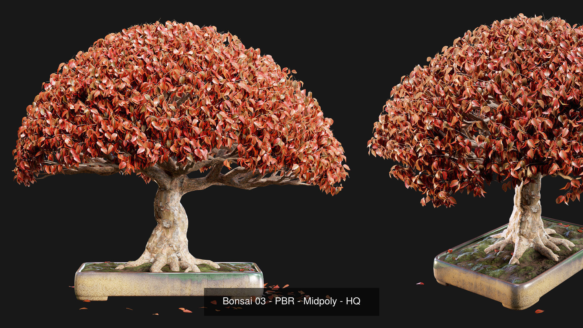 Bonsai Collection - 4 Bonsai - PBR - HQ - Midpoly _11