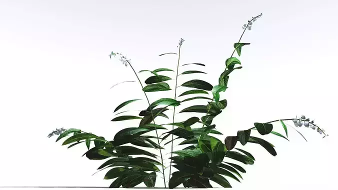 EVERYPlant Native Ginger 3 --15 Models-- 3D model