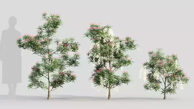 Pieris Forest Flame b