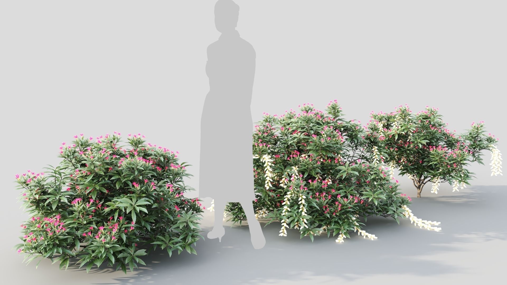 Pieris Forest Flame c 3D model_4