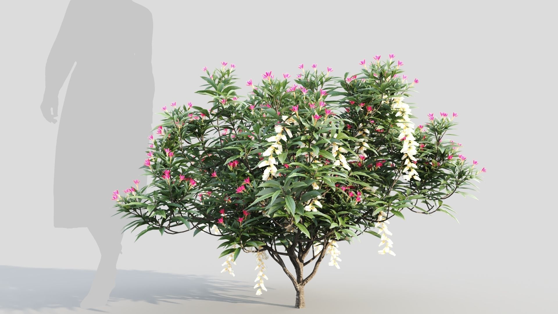 Pieris Forest Flame c 3D model_5