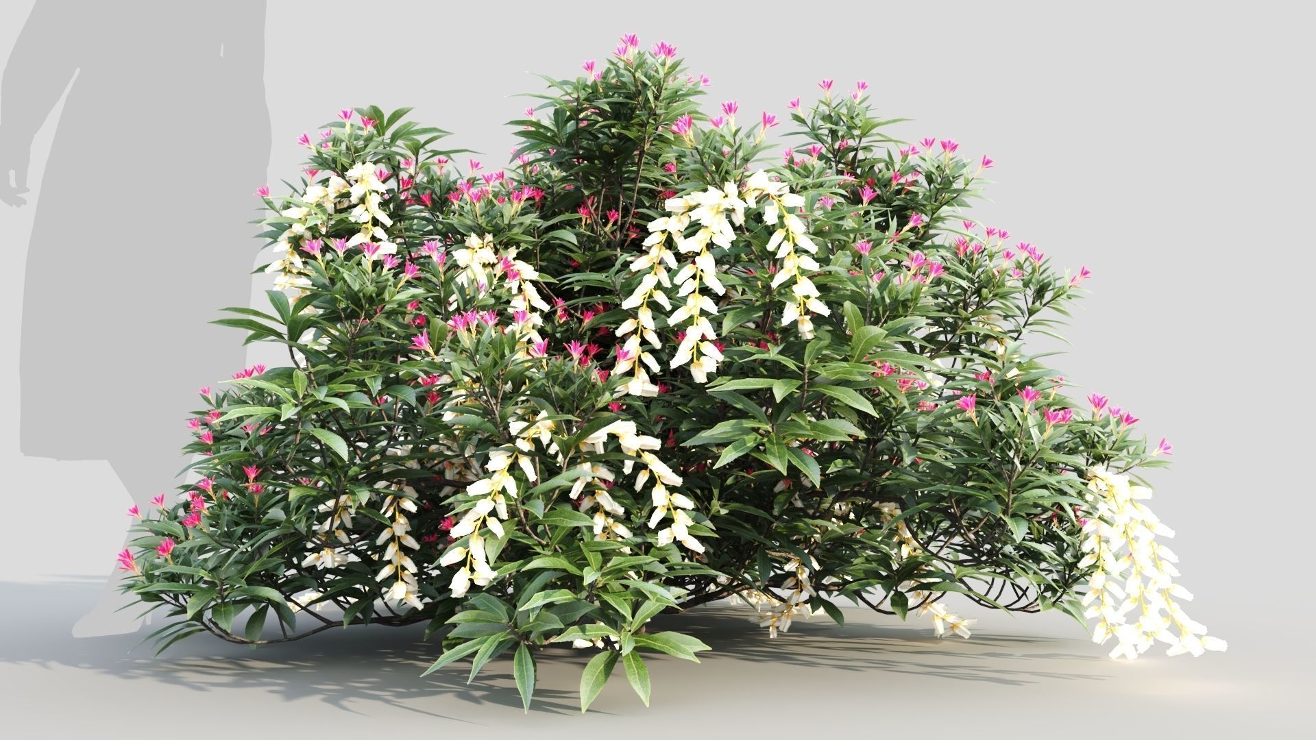 Pieris Forest Flame c 3D model_6