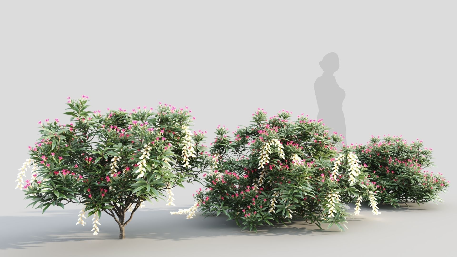 Pieris Forest Flame c 3D model_3