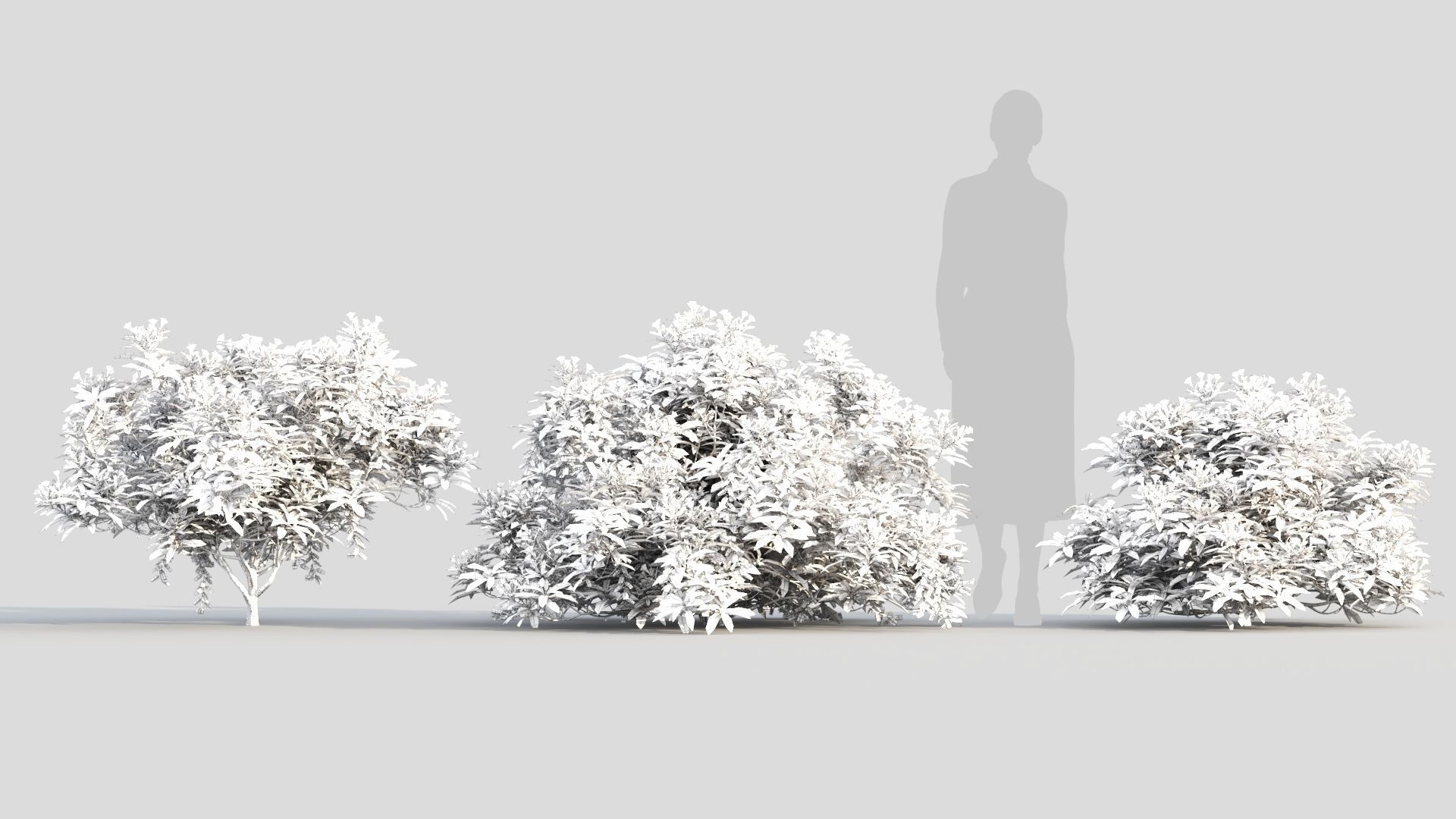 Pieris Forest Flame c 3D model_8