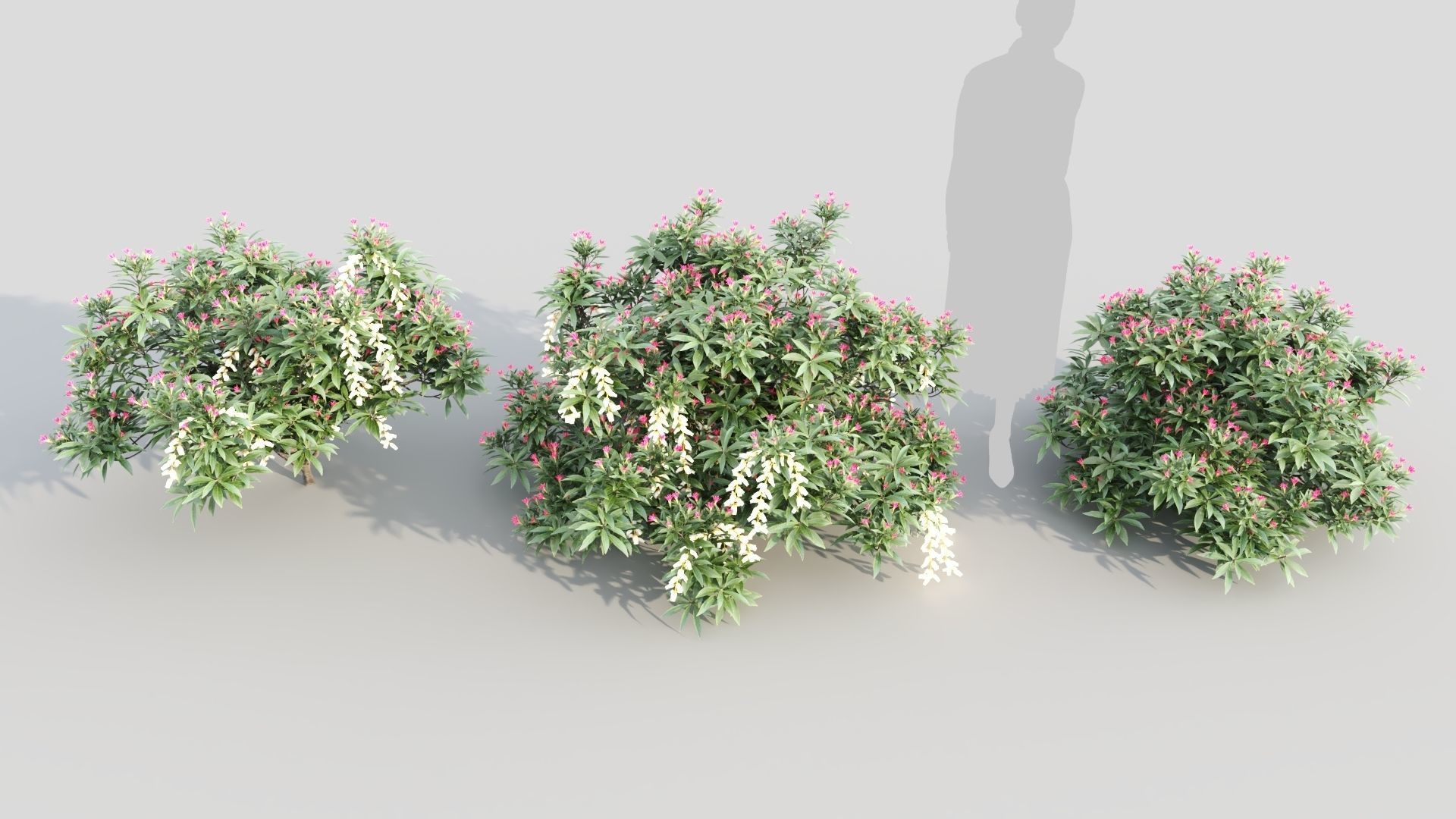 Pieris Forest Flame c 3D model_2