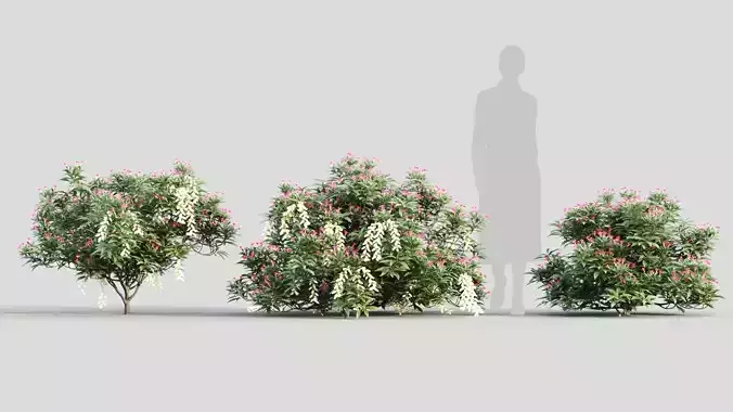 Pieris Forest Flame c