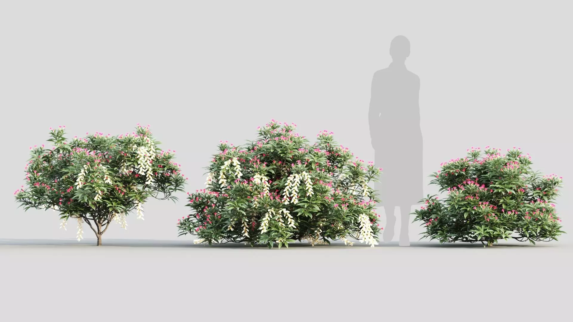 Pieris Forest Flame c 3D model_0