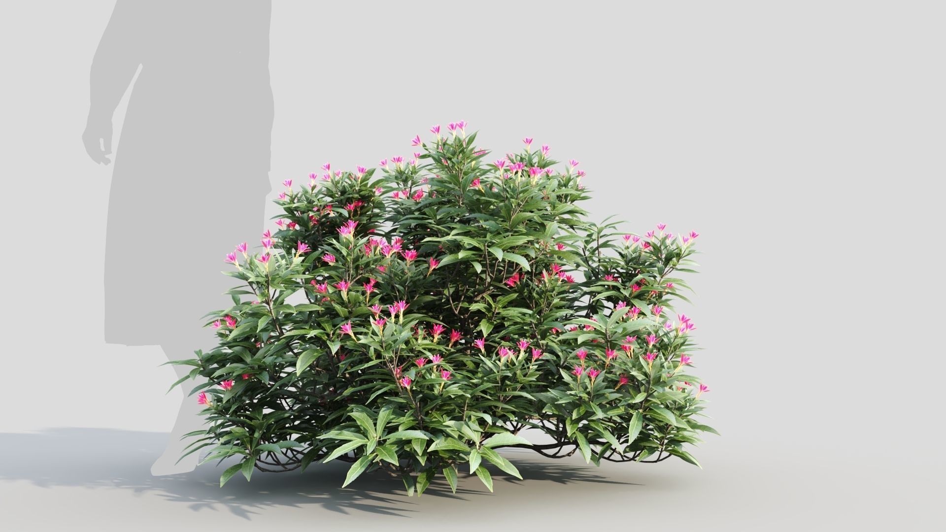 Pieris Forest Flame c 3D model_7