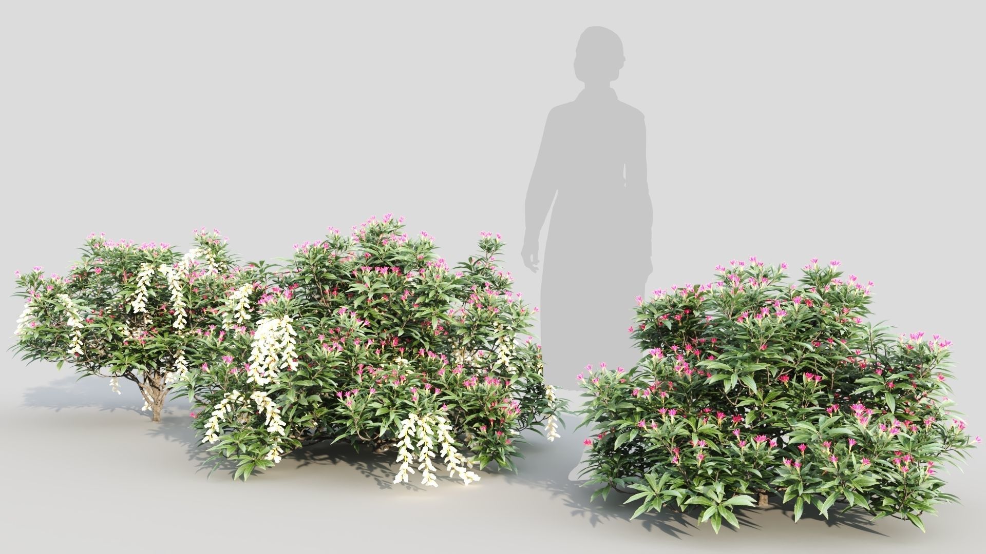 Pieris Forest Flame c 3D model_1