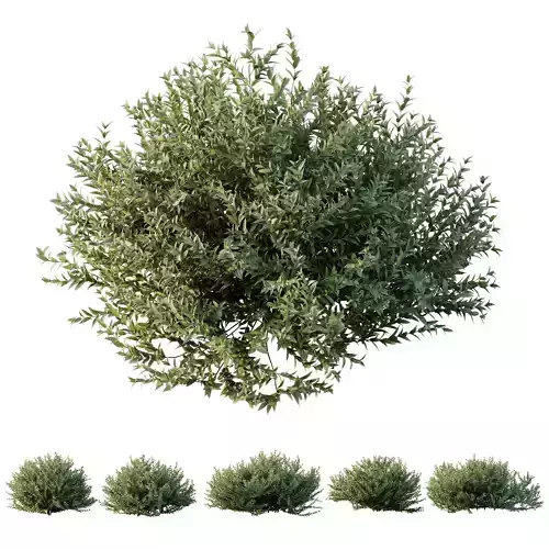HQ Plants Gray Box Westringia Fruticosa Coastal Rosemary 3D model