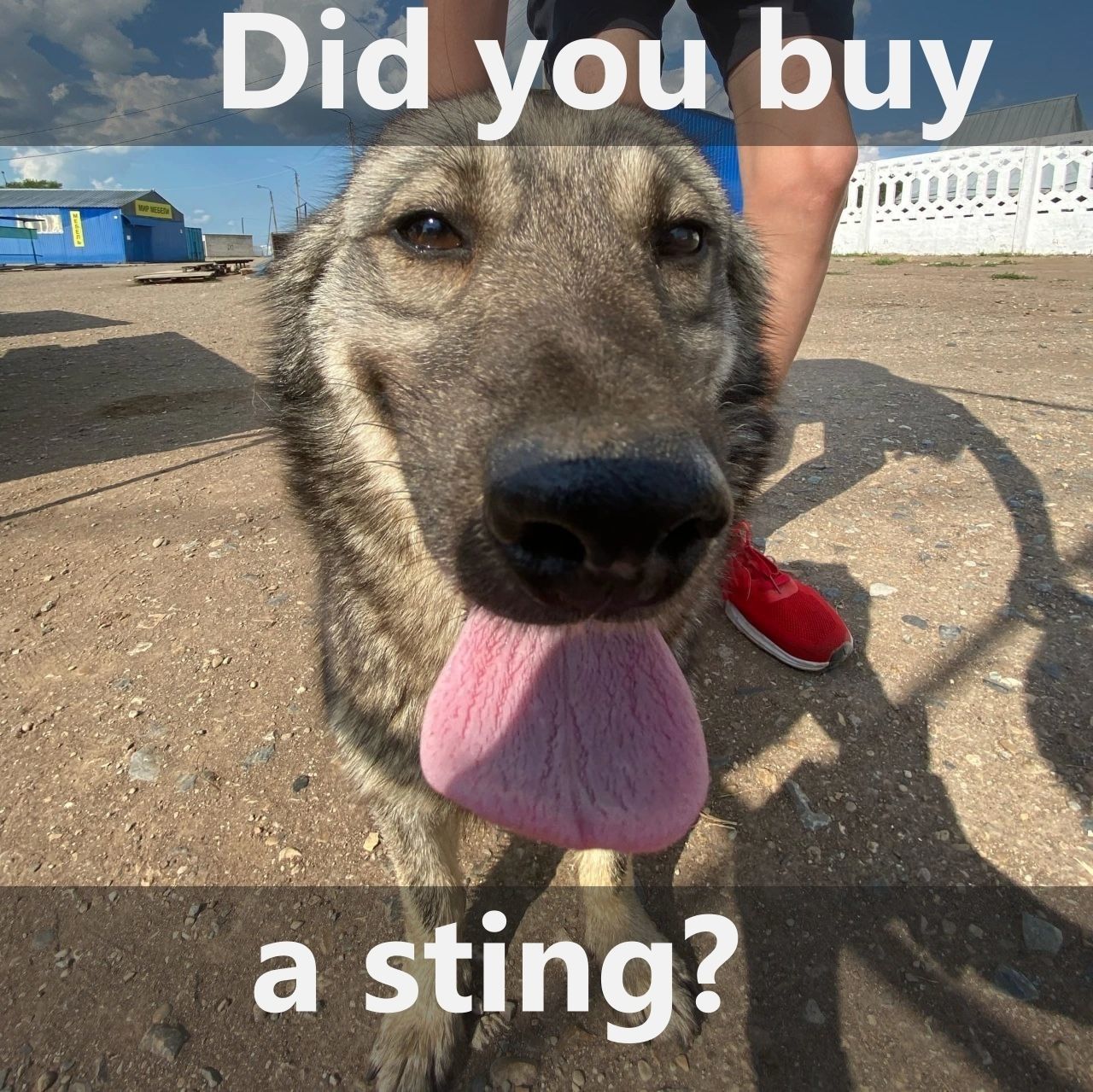 Sting Free 3D model_6