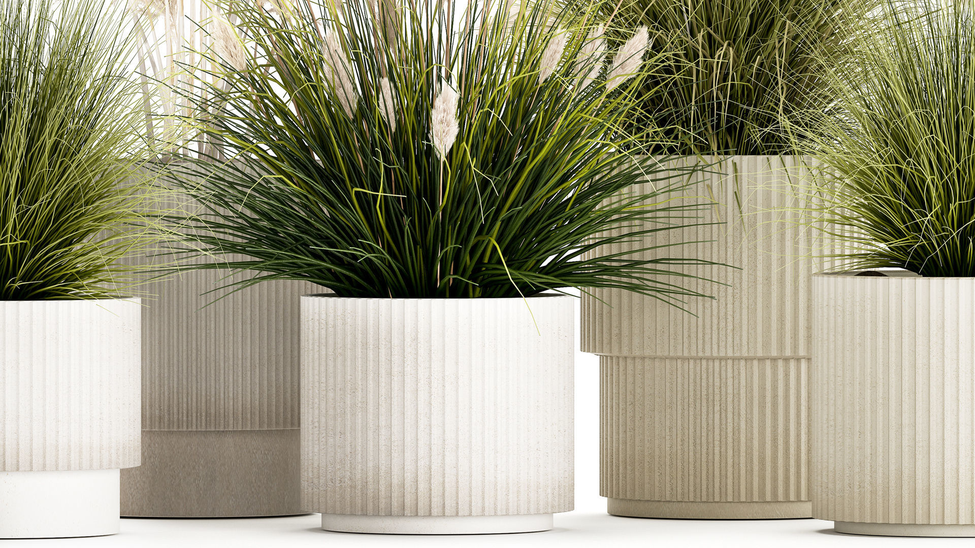 pampas grass bushes in pots landscaping feather grass 1461 3D model_4
