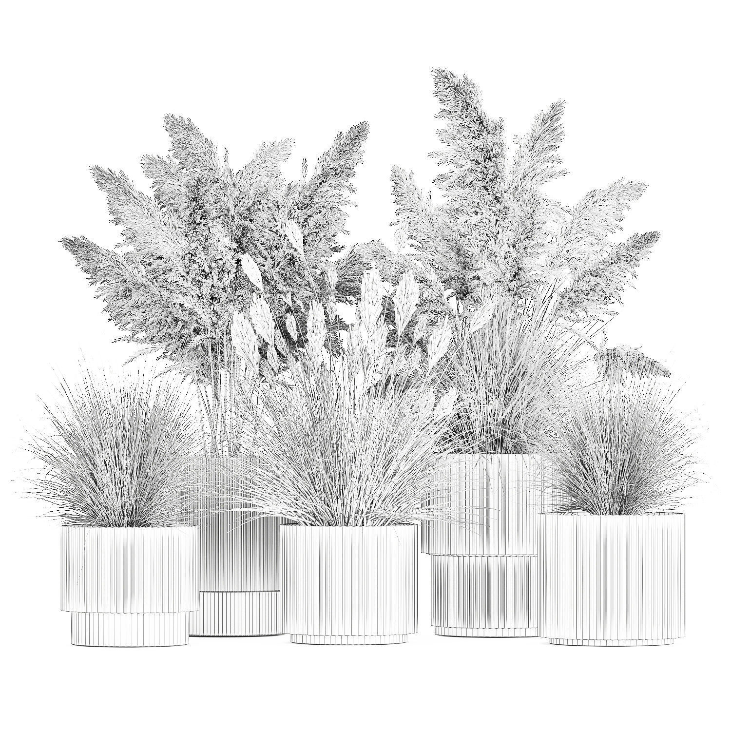 pampas grass bushes in pots landscaping feather grass 1461 3D model_13