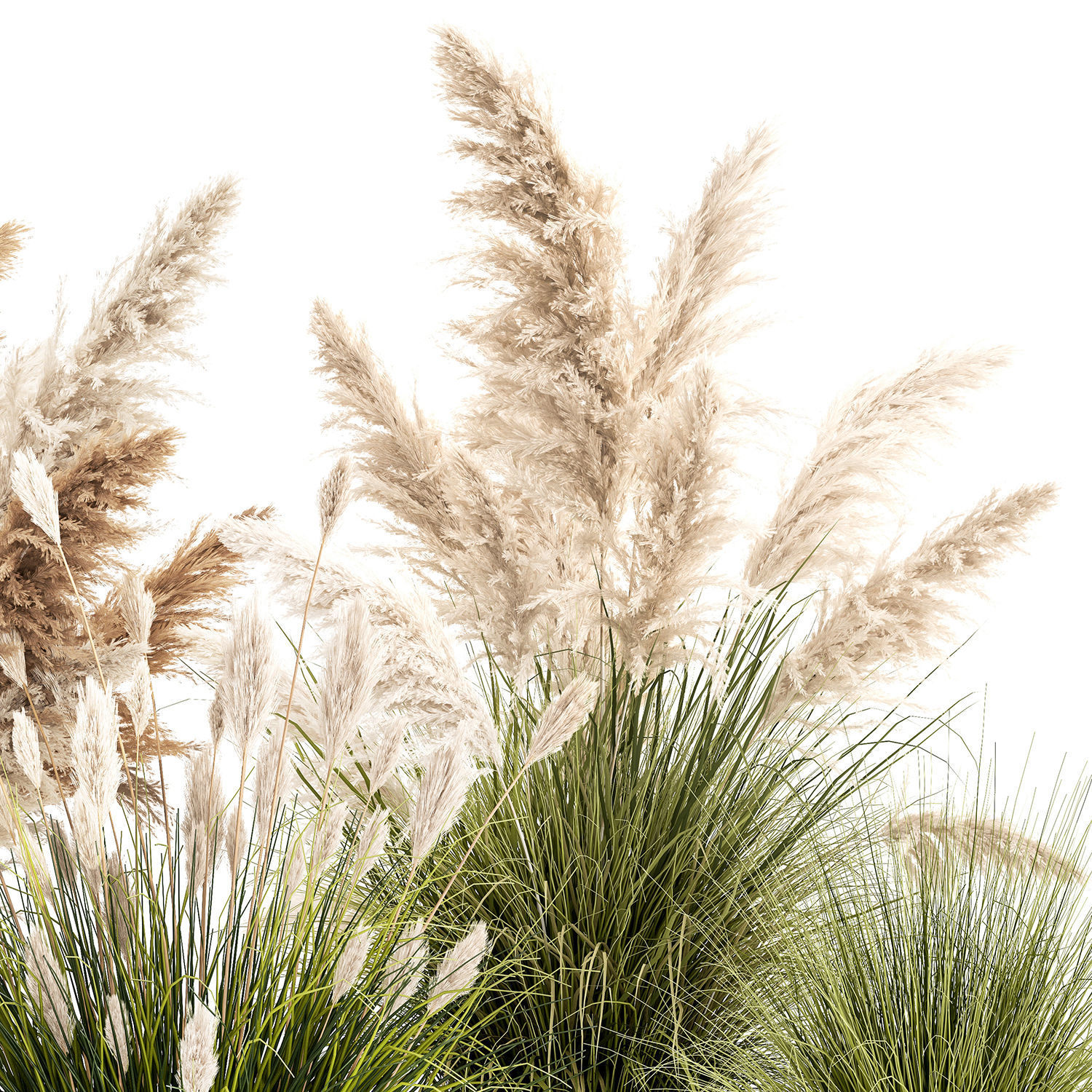 pampas grass bushes in pots landscaping feather grass 1461 3D model_9