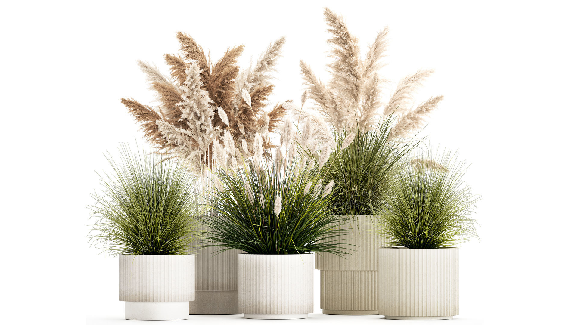 pampas grass bushes in pots landscaping feather grass 1461 3D model_1