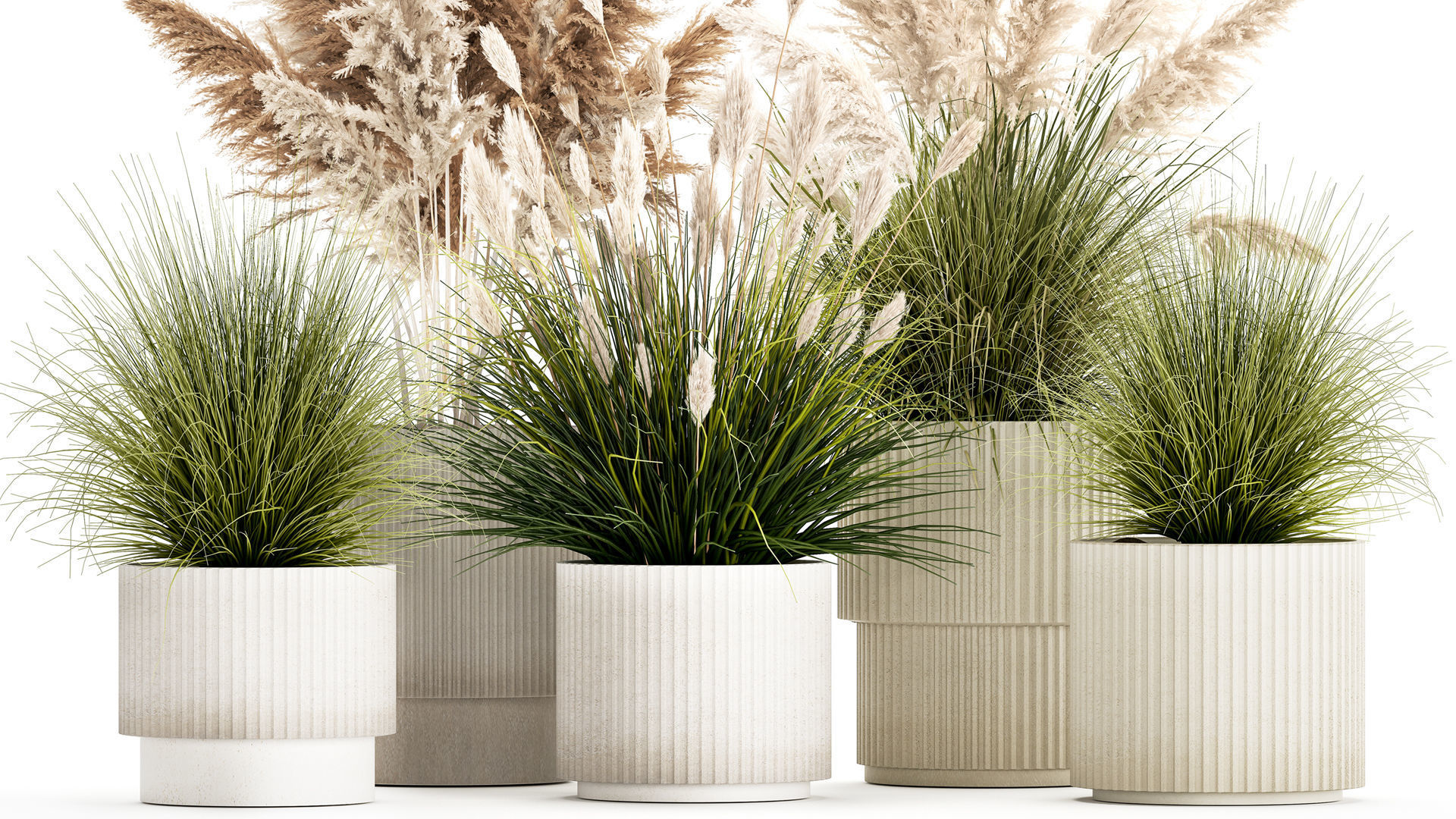 pampas grass bushes in pots landscaping feather grass 1461 3D model_2