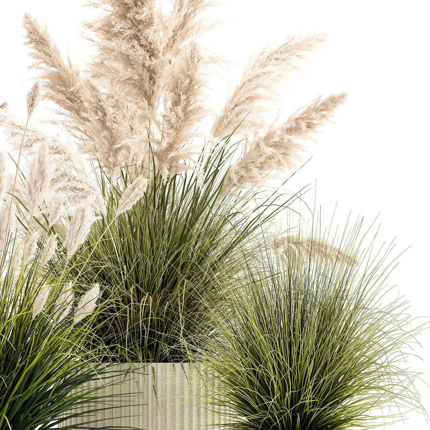 pampas grass bushes in pots landscaping feather grass 1461 3D model_12