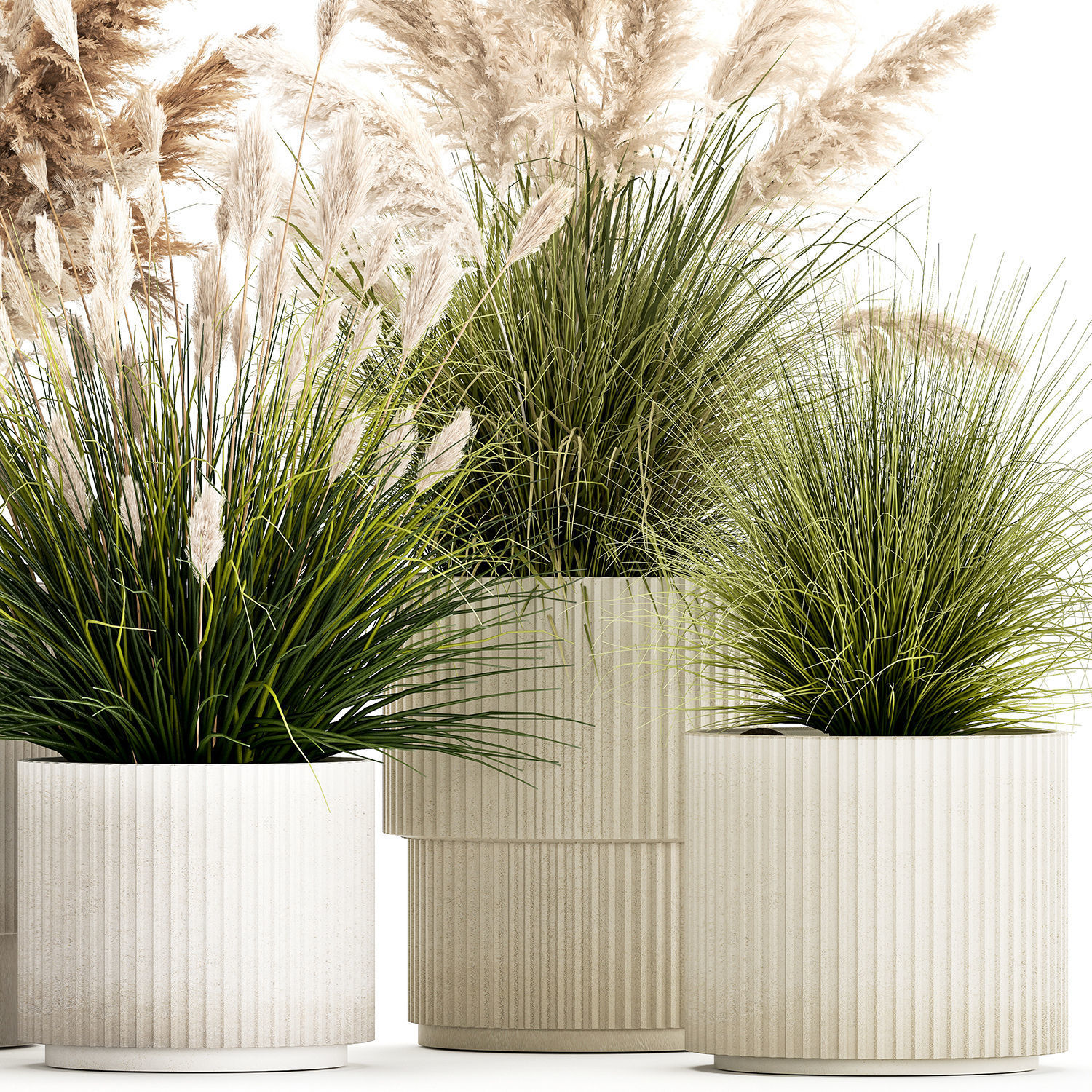 pampas grass bushes in pots landscaping feather grass 1461 3D model_11