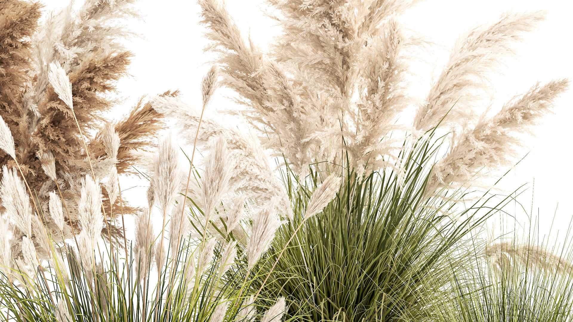 pampas grass bushes in pots landscaping feather grass 1461 3D model_5