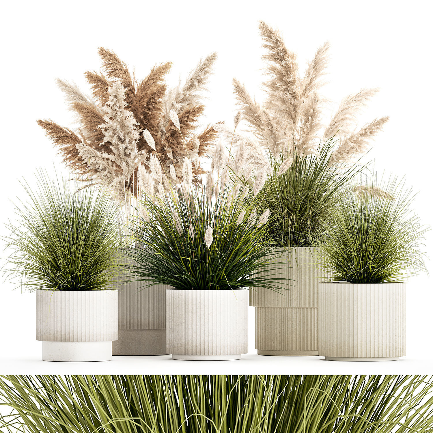 pampas grass bushes in pots landscaping feather grass 1461 3D model_7