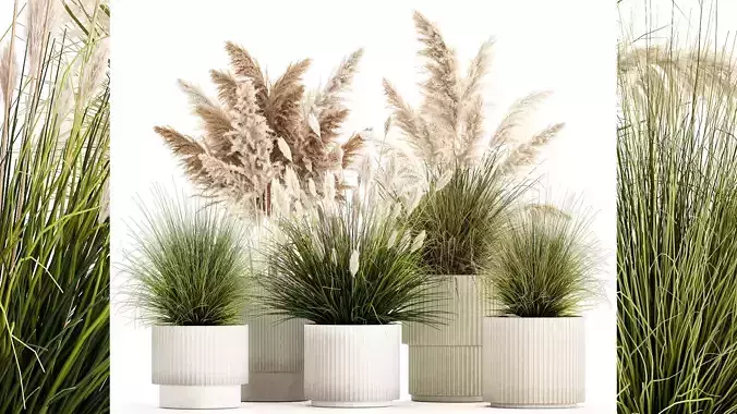 pampas grass bushes in pots landscaping feather grass 1461 3D model