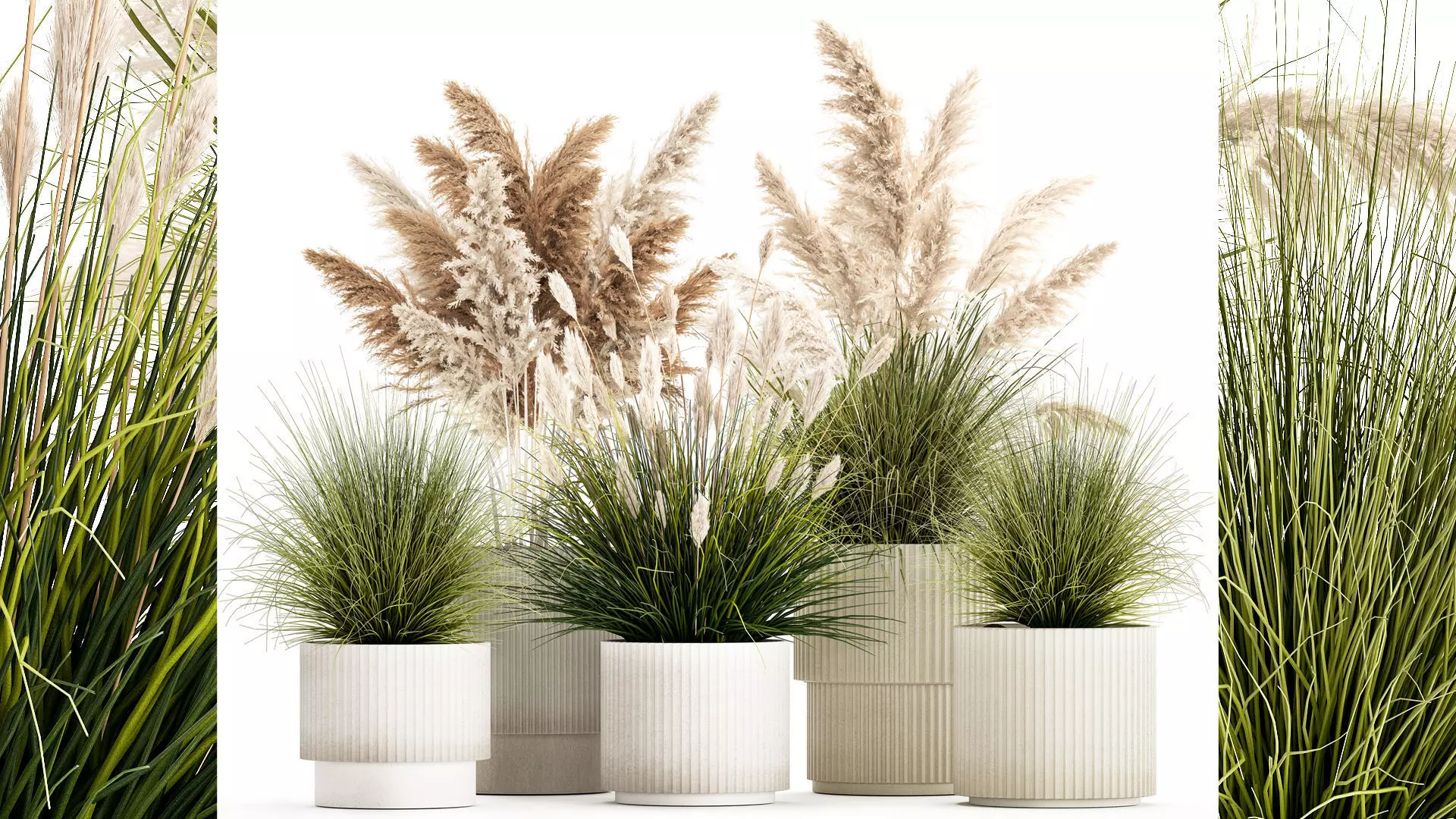 pampas grass bushes in pots landscaping feather grass 1461 3D model_0