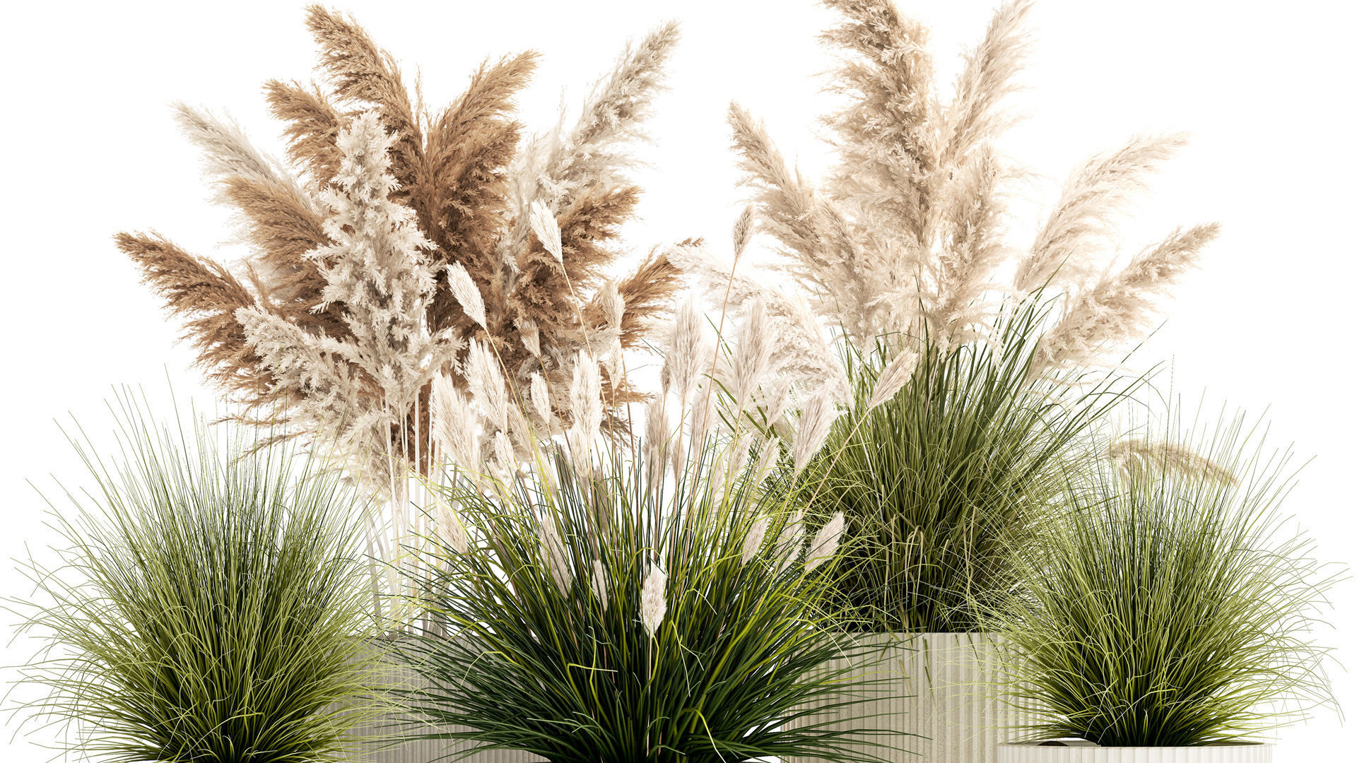 pampas grass bushes in pots landscaping feather grass 1461 3D model_3