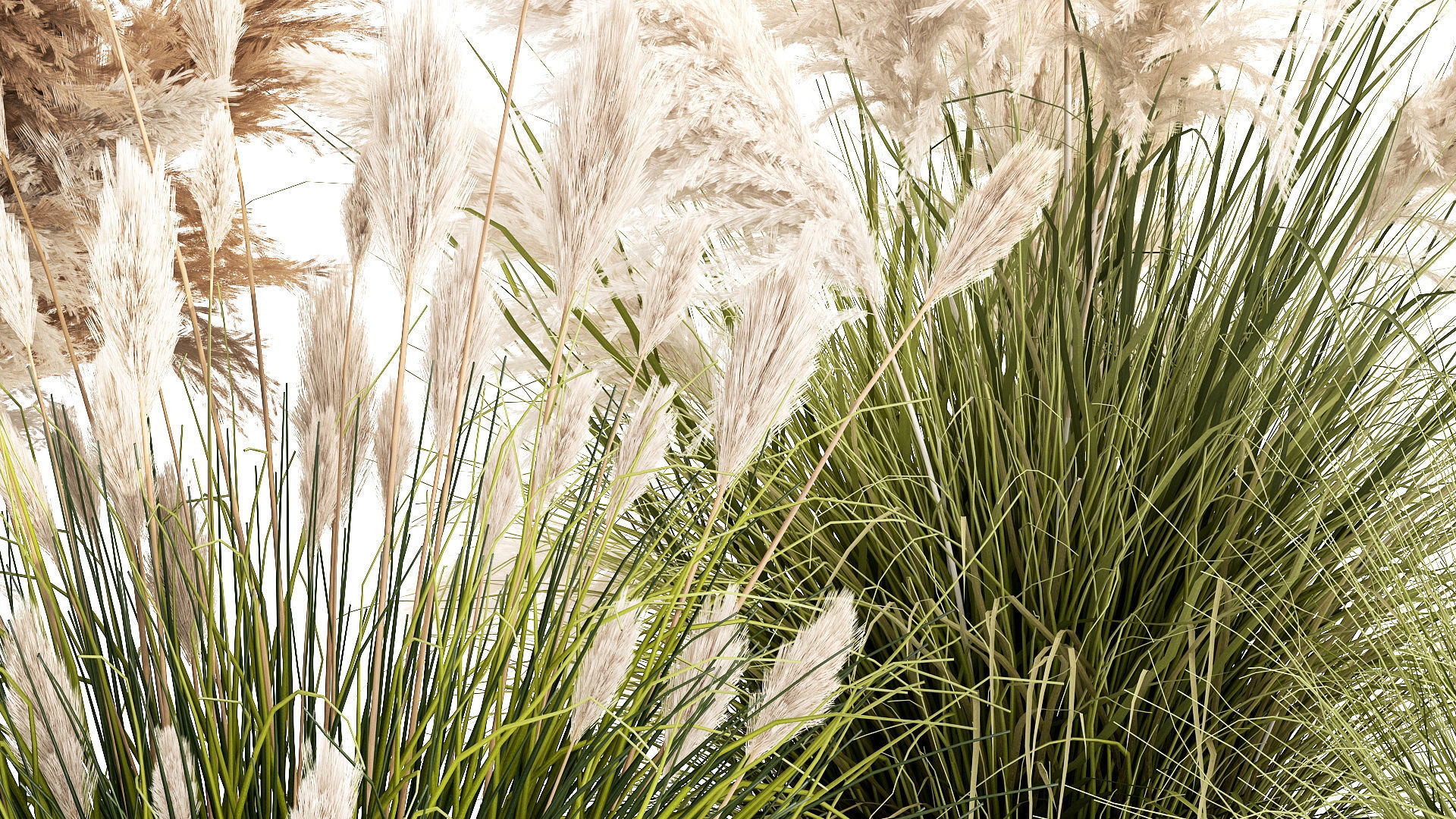 pampas grass bushes in pots landscaping feather grass 1461 3D model_6