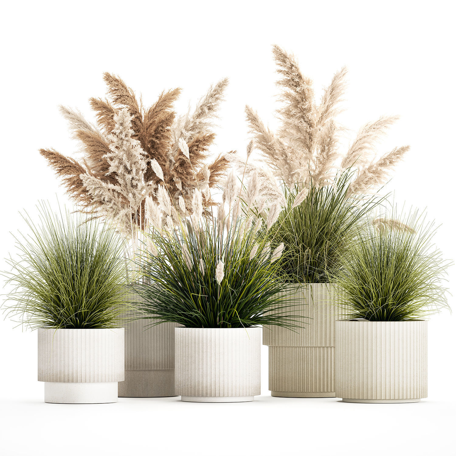 pampas grass bushes in pots landscaping feather grass 1461 3D model_8