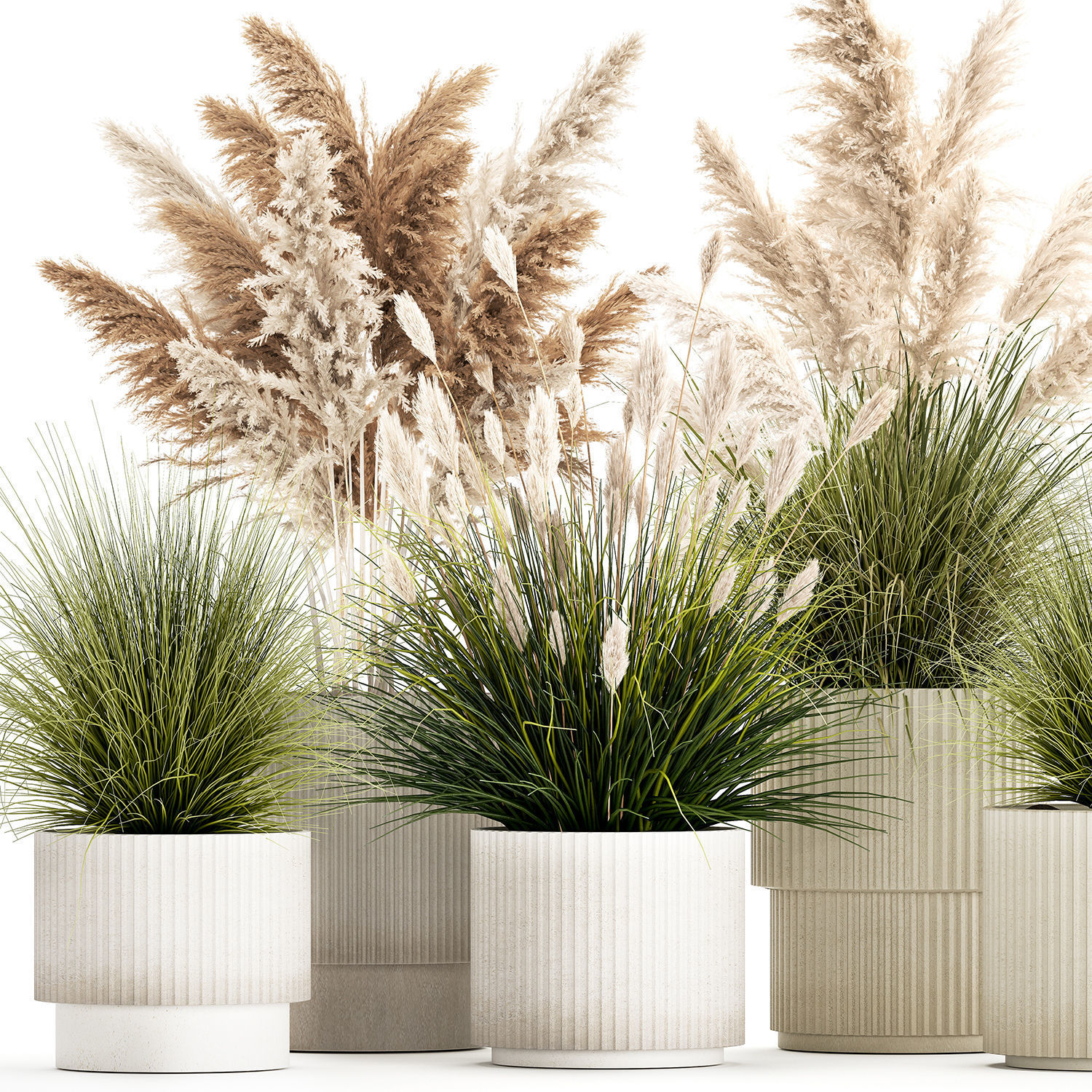 pampas grass bushes in pots landscaping feather grass 1461 3D model_10