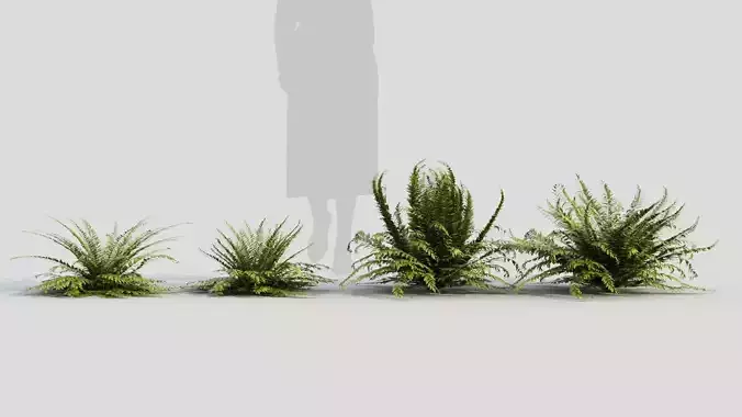 Polystichum tsussimense