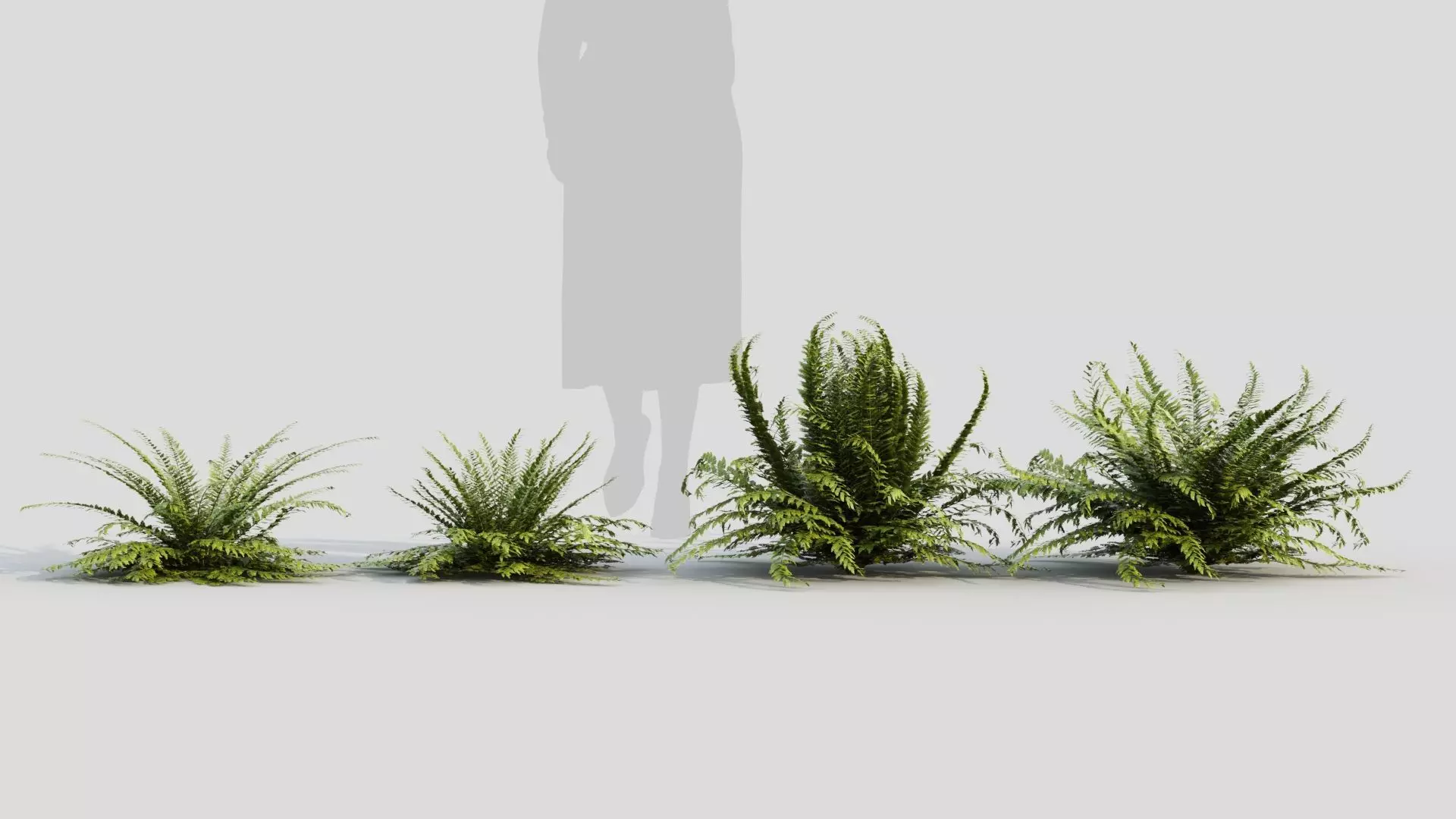 Polystichum tsussimense 3D model_0