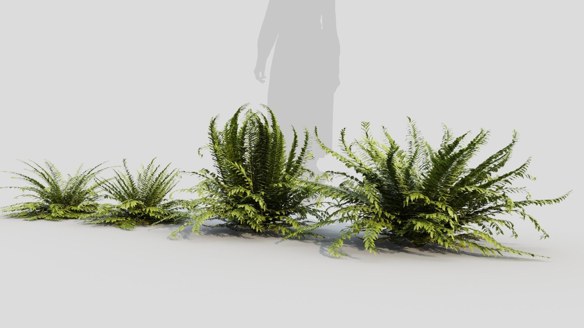 Polystichum tsussimense 3D model_2