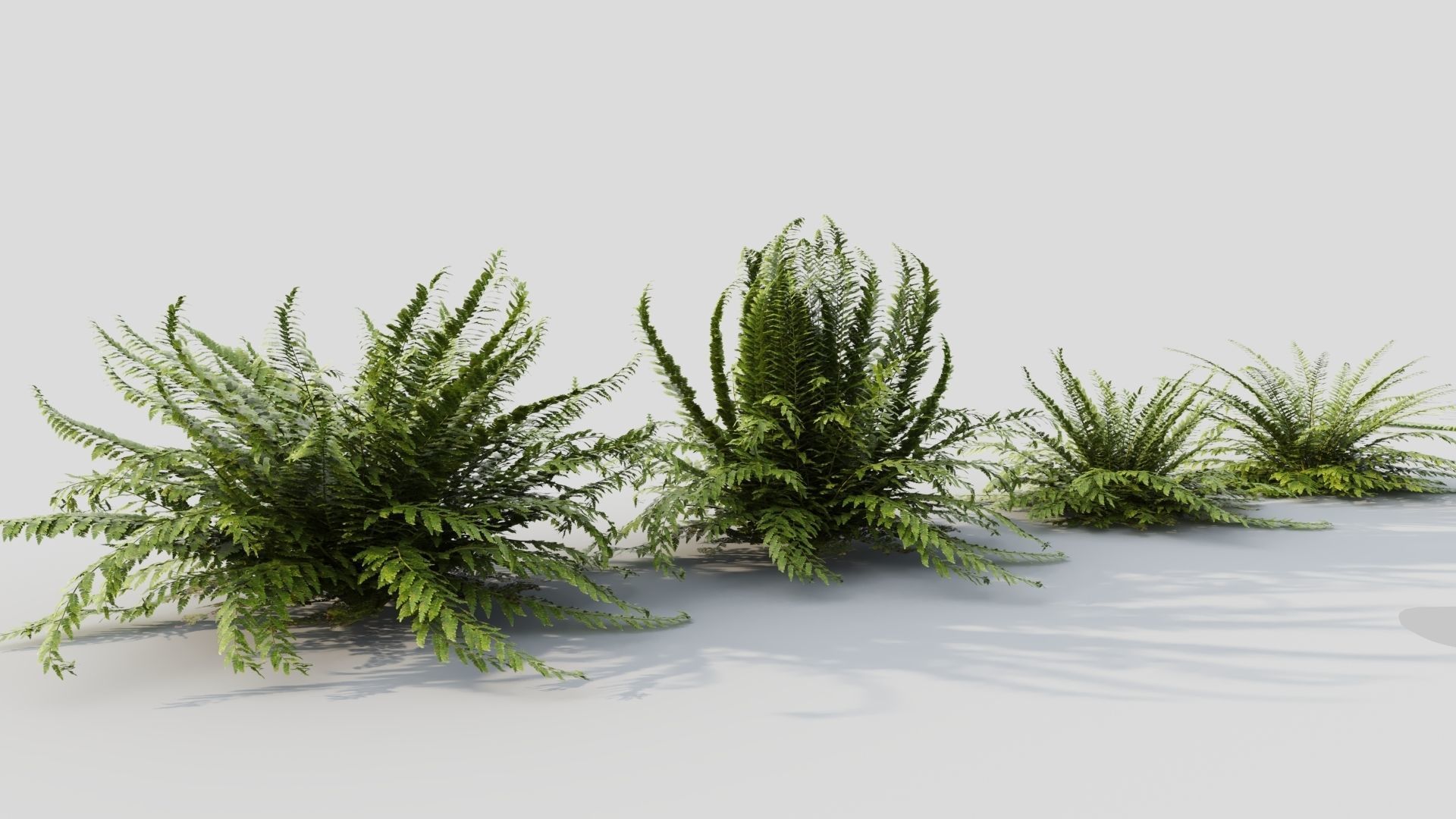 Polystichum tsussimense 3D model_5