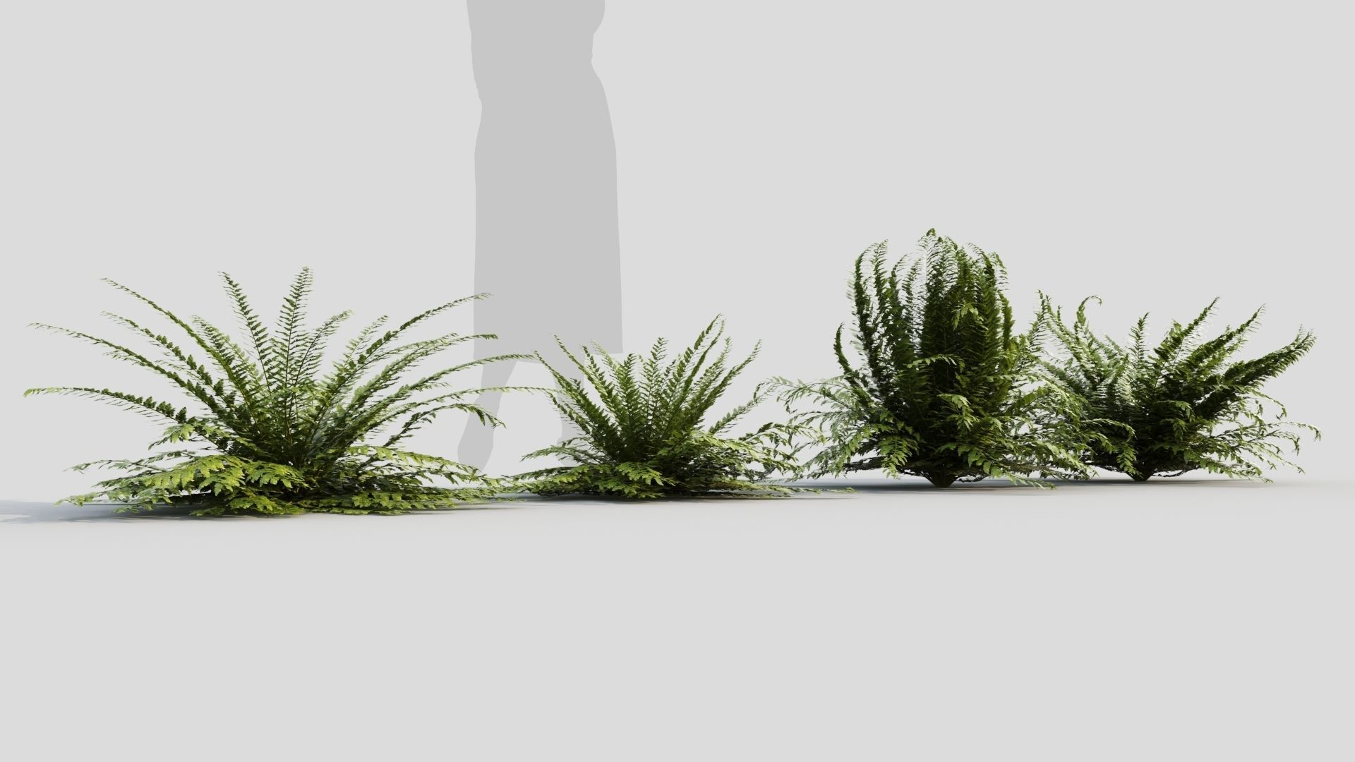 Polystichum tsussimense 3D model_4