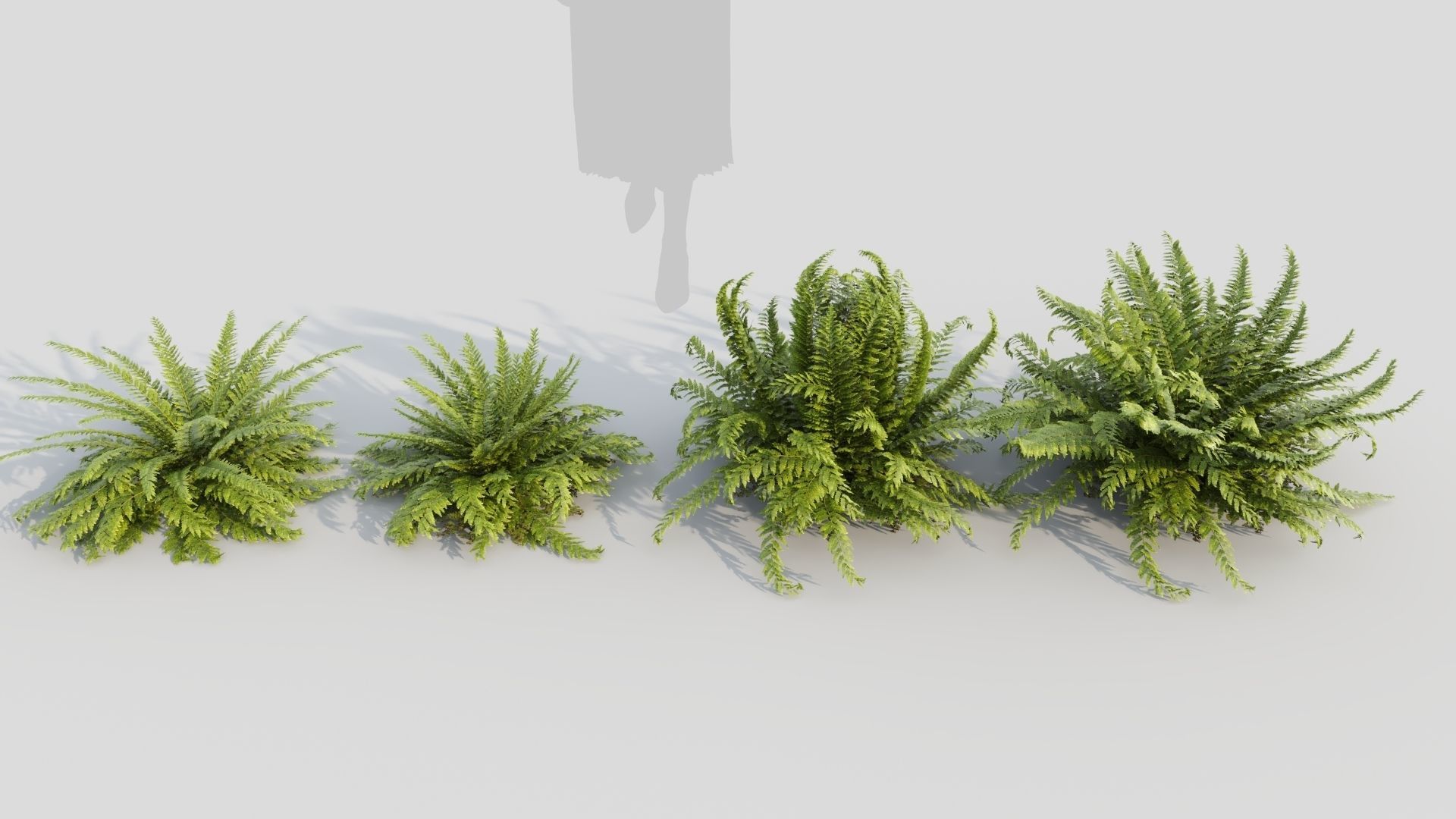 Polystichum tsussimense 3D model_3