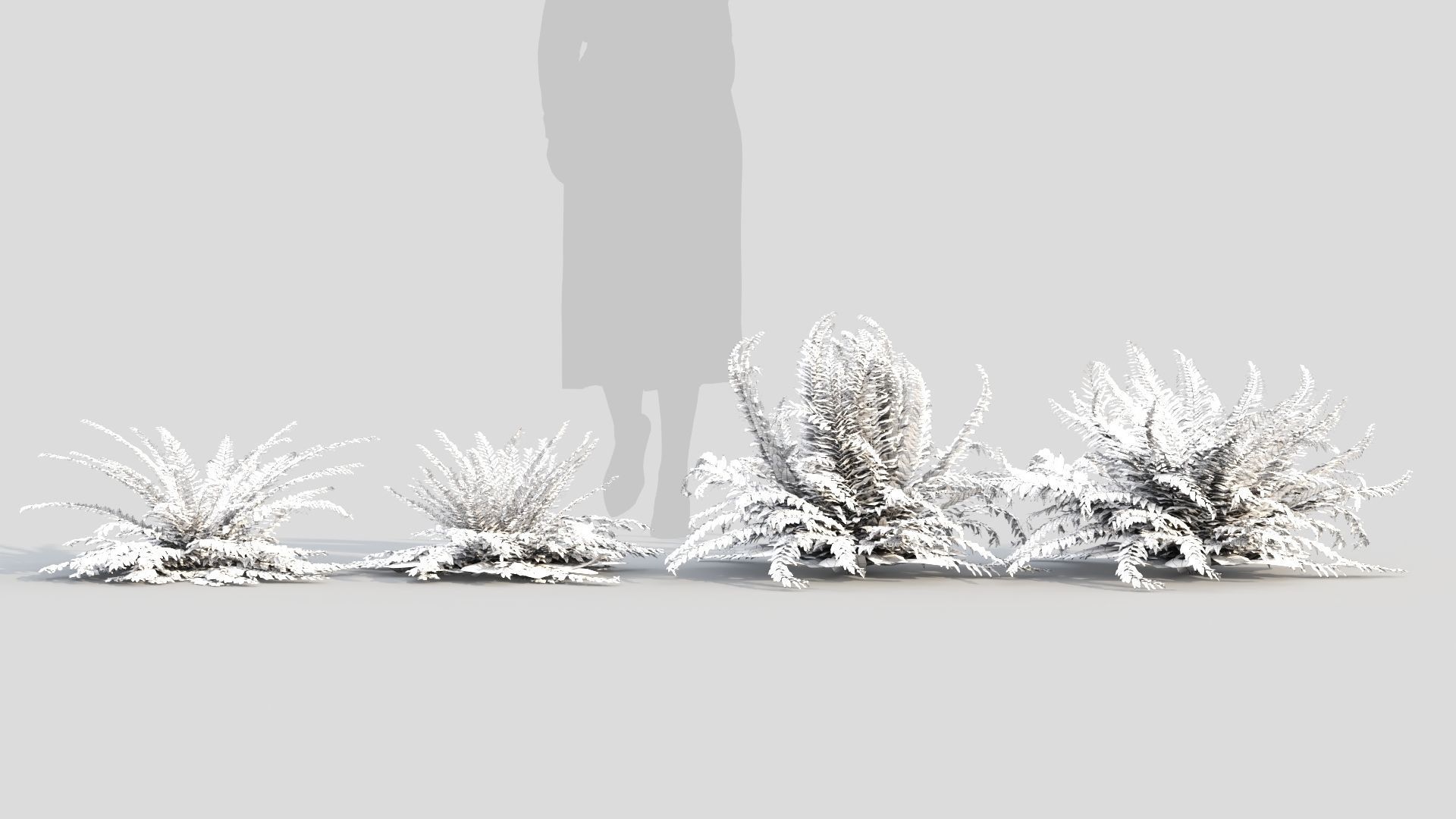 Polystichum tsussimense 3D model_9