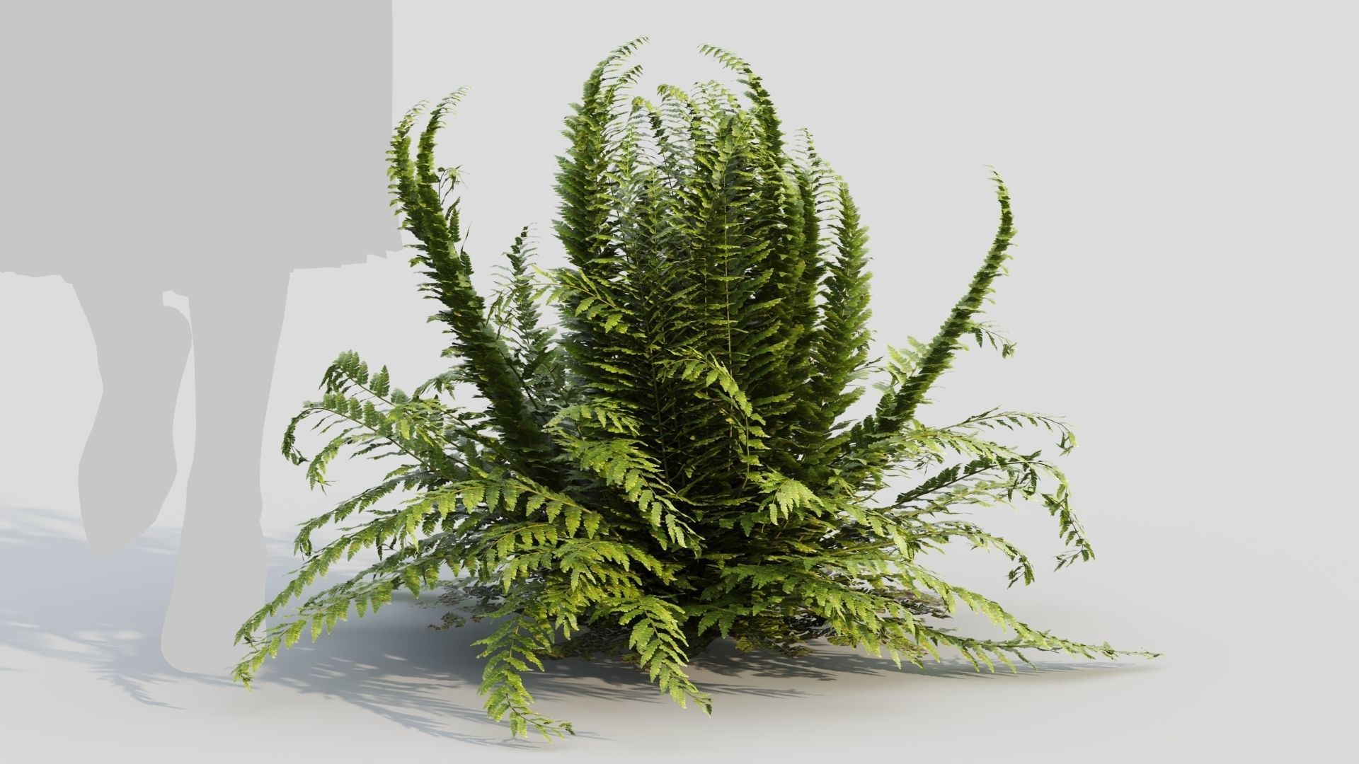 Polystichum tsussimense 3D model_8
