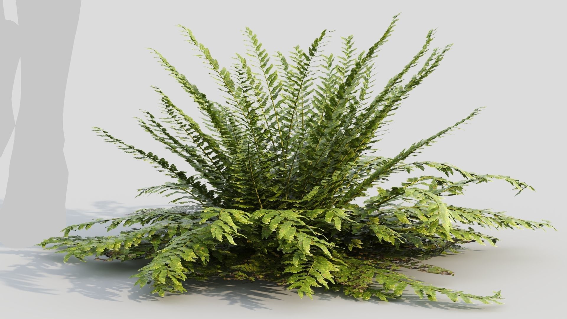 Polystichum tsussimense 3D model_7