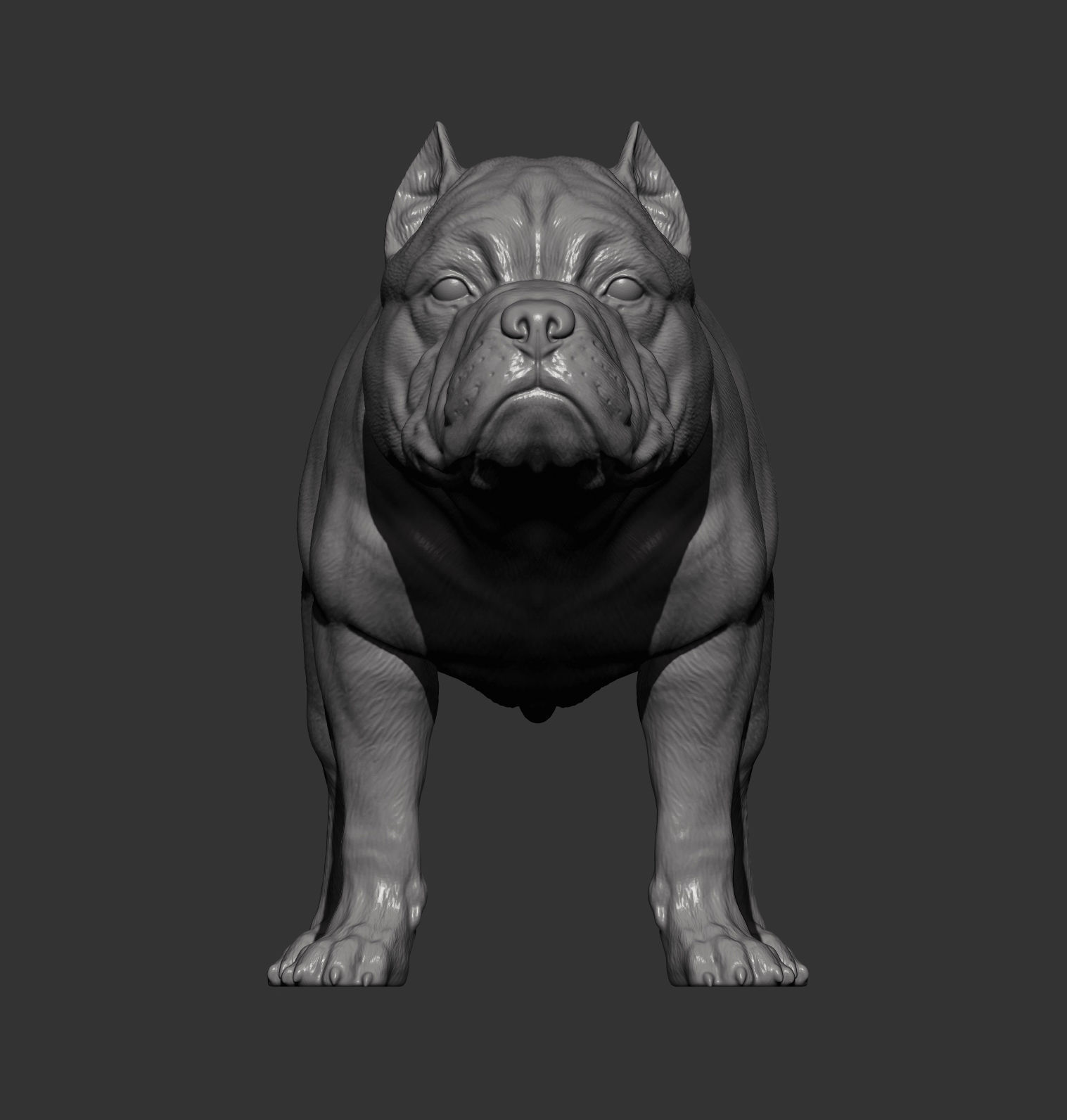 American Bully standing 3D print model_8