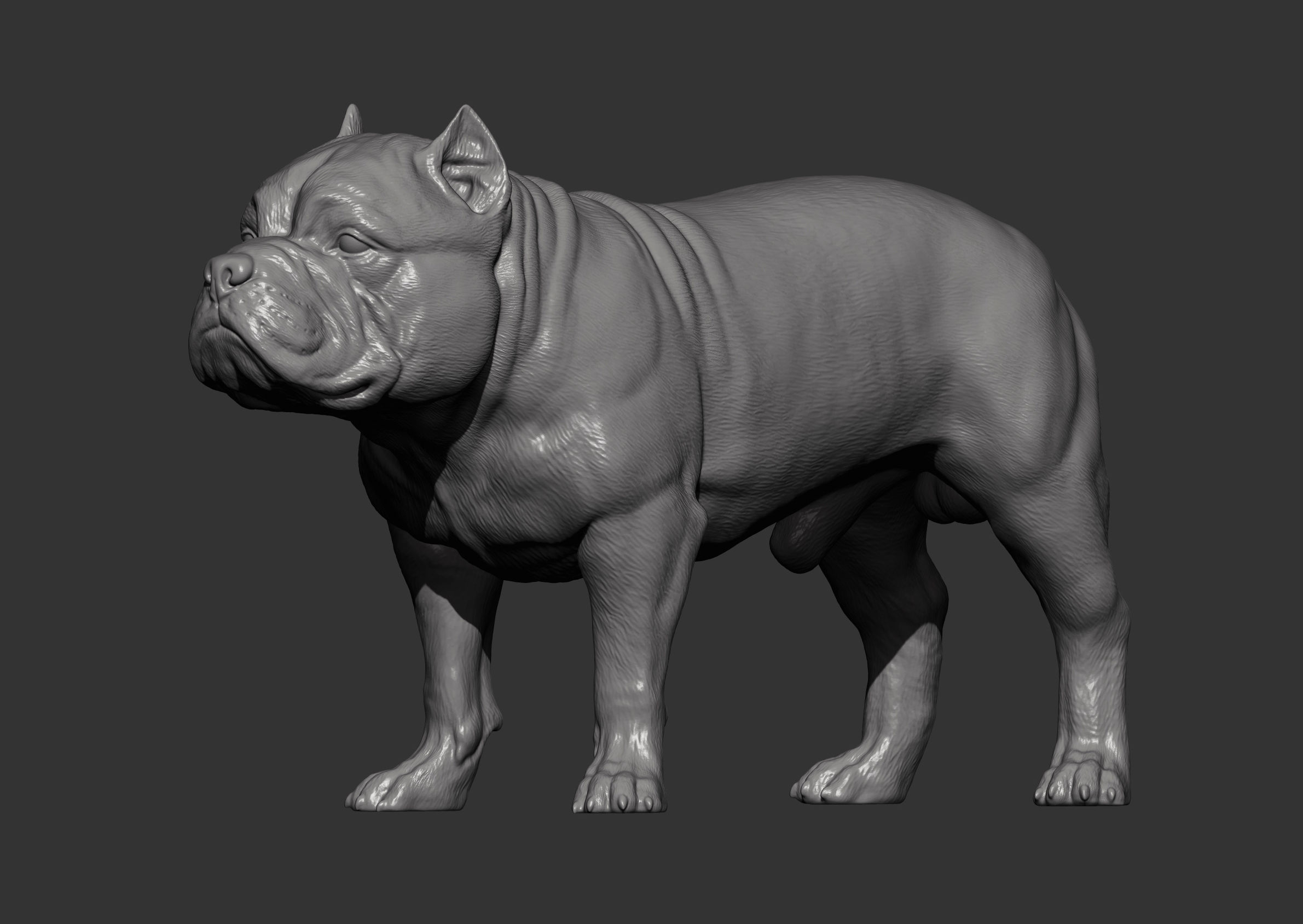 American Bully standing 3D print model_9