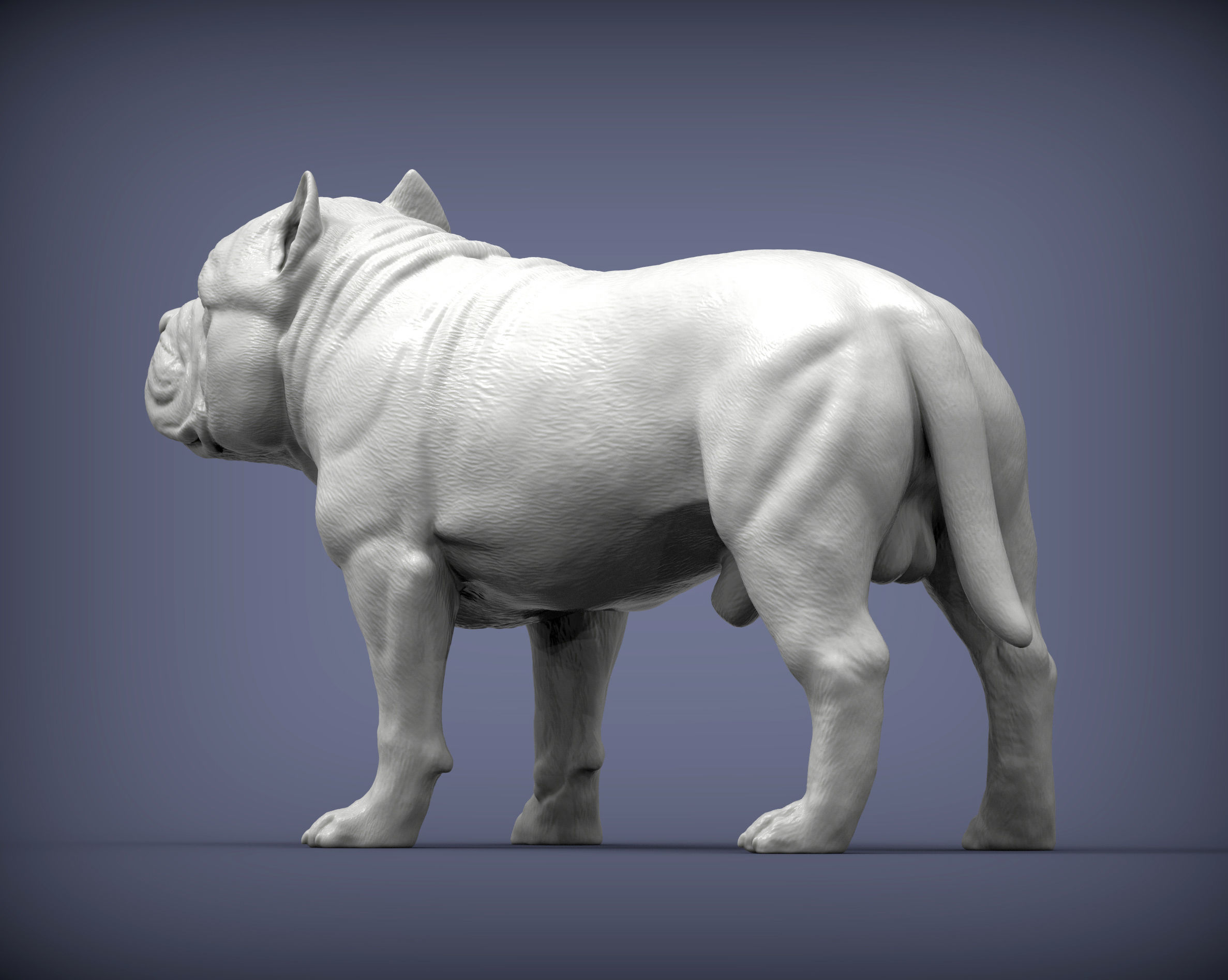 American Bully standing 3D print model_3